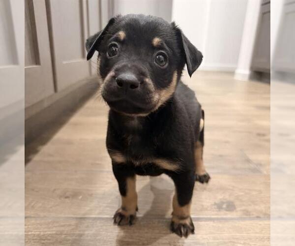 Medium Photo #1 Labrador Retriever-Unknown Mix Puppy For Sale in San Antonio, TX, USA