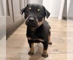Small Labrador Retriever Mix