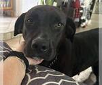 Small #8 Labrador Retriever Mix