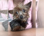 Small #1 Mutt