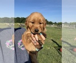 Small #2 Golden Retriever