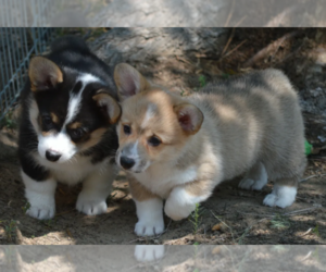 Cardigan Welsh Corgi Puppy for sale in NAPERVILLE, IL, USA