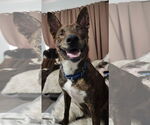 Small #4 Dutch Shepherd  Mix