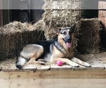 Small Photo #1 German Shepherd Dog Puppy For Sale in GALLIPOLIS, OH, USA