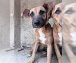 Small Catahoula Leopard Dog Mix