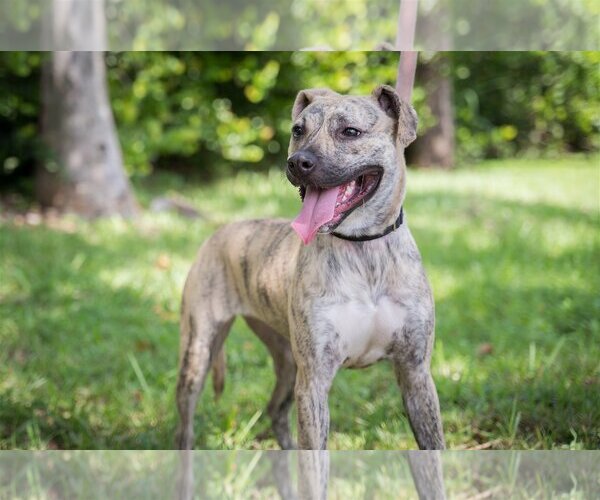 Medium Photo #1 Mutt Puppy For Sale in Royal Palm Beach, FL, USA