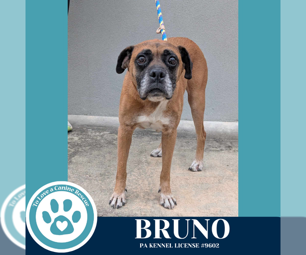 Medium Photo #2 Boxer Puppy For Sale in Kimberton, PA, USA