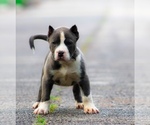 Puppy Puppy 6 American Bully