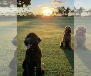 Father of the Doodle-Goldendoodle Mix puppies born on 08/23/2025