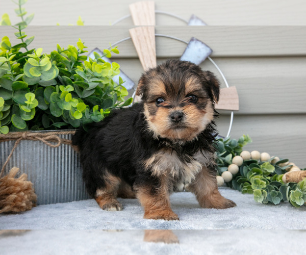 Medium Photo #3 Yorkshire Terrier Puppy For Sale in BRYANT, IN, USA
