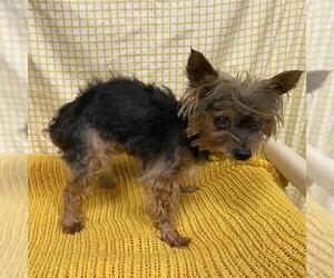Mutt Dogs for adoption in Modesto, CA, USA