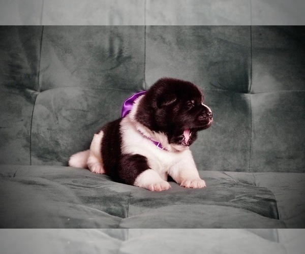 Medium Photo #12 Akita Puppy For Sale in MCDONOUGH, GA, USA