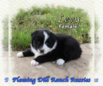 Image preview for Ad Listing. Nickname: Levy