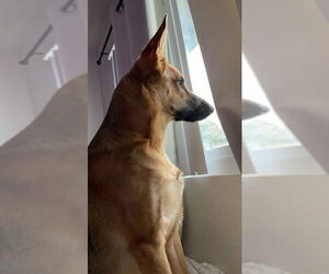 Nova - Female German Shepherd Dog Dog for Adoption - Photo #2
