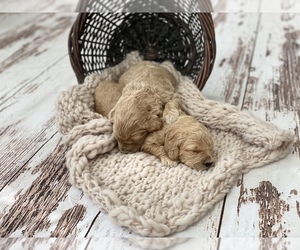 Goldendoodle Puppy for sale in SANTA ROSA, CA, USA