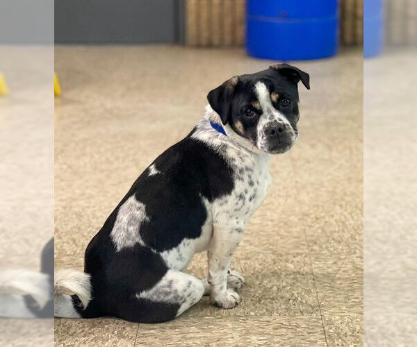 Medium Photo #1 Pug-Unknown Mix Puppy For Sale in Westminster, MD, USA