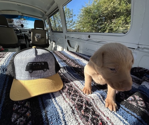 Medium Photo #4 Labrador Retriever Puppy For Sale in LEASBURG, MO, USA
