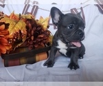 Small Photo #2 French Bulldog Puppy For Sale in LITTLE ELM, TX, USA