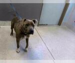 Small American Staffordshire Terrier Mix