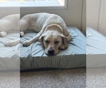Small #1 Labrador Retriever Mix
