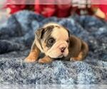 Small #4 English Bulldog