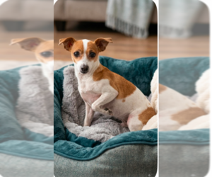 Chihuahua-Unknown Mix Dogs for adoption in Cranston, RI, USA