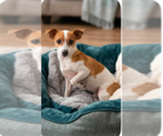 Small Chihuahua Mix