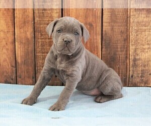 Cane Corso Puppy for sale in APPLE CREEK, OH, USA