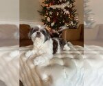Small Photo #2 Shih Tzu Puppy For Sale in Spring Lake, NC, USA