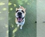 Small #2 Chinese Shar-Pei Mix