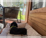 Small Photo #3 Dachshund-Unknown Mix Puppy For Sale in Holly Springs, NC, USA