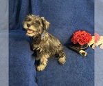 Small #14 Schnauzer (Miniature)