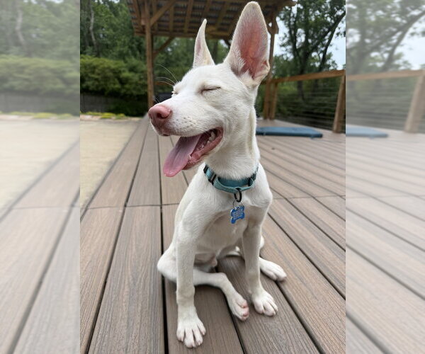 Medium Photo #7 Siberian Husky-Unknown Mix Puppy For Sale in Springdale, PA, USA