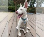 Small #6 Siberian Husky Mix