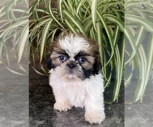 Shih Tzu Puppy for sale in CANOGA, NY, USA