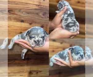 French Bulldog Puppy for sale in ATLANTA, GA, USA
