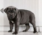 Small #1 Cane Corso