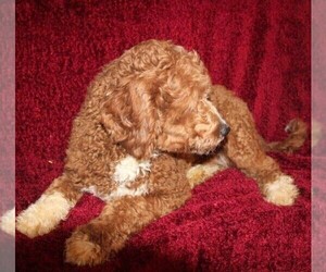 Father of the Goldendoodle (Miniature) puppies born on 08/03/2022