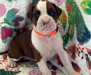 Boxer Puppy for Sale in LONGS, South Carolina USA