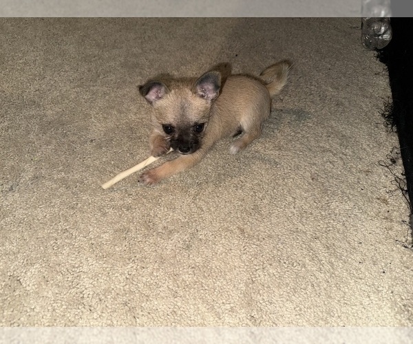 Medium Photo #1 Mal-Shi-YorkiePoo Mix Puppy For Sale in ATLANTA, GA, USA
