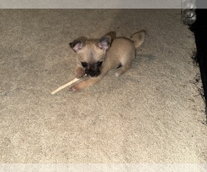 Mal-Shi-YorkiePoo Mix Puppy for sale in ATLANTA, GA, USA