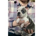 Small Photo #5 Boston Terrier Puppy For Sale in ROCHESTER, WA, USA