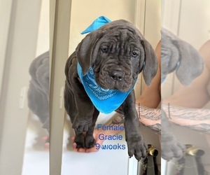 Cane Corso Puppy for sale in ROCKMART, GA, USA