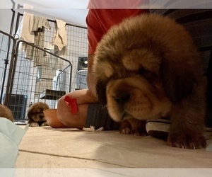 Tibetan Mastiff Puppy for Sale in BOTHELL, Washington USA