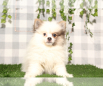 Small #1 Pomeranian