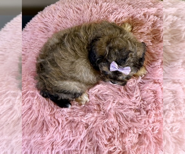 Medium Photo #9 ShihPoo Puppy For Sale in RIPLEY, MS, USA