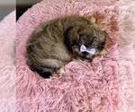 Small #8 ShihPoo