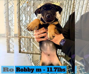 American Pit Bull Terrier-German Shepherd Dog Mix Dogs for adoption in Chester, VA, USA