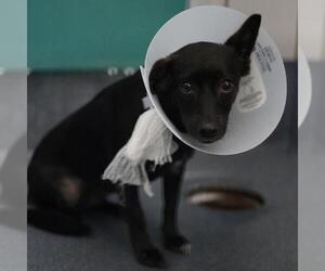 Chihuahua Dogs for adoption in San Antonio, TX, USA