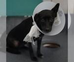 Small Chihuahua